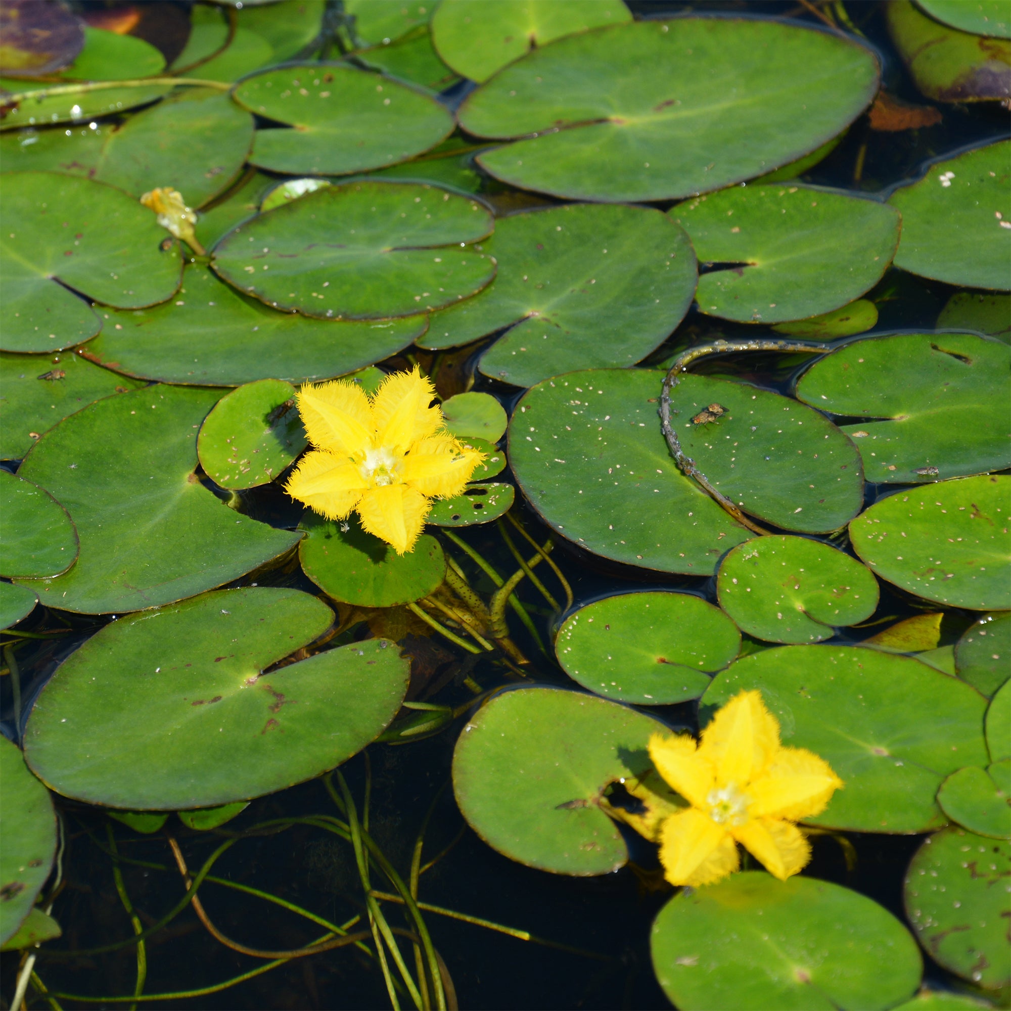 Bakker Limnanthème faux-nénuphar plante de bassin pot Ø9cm jaune