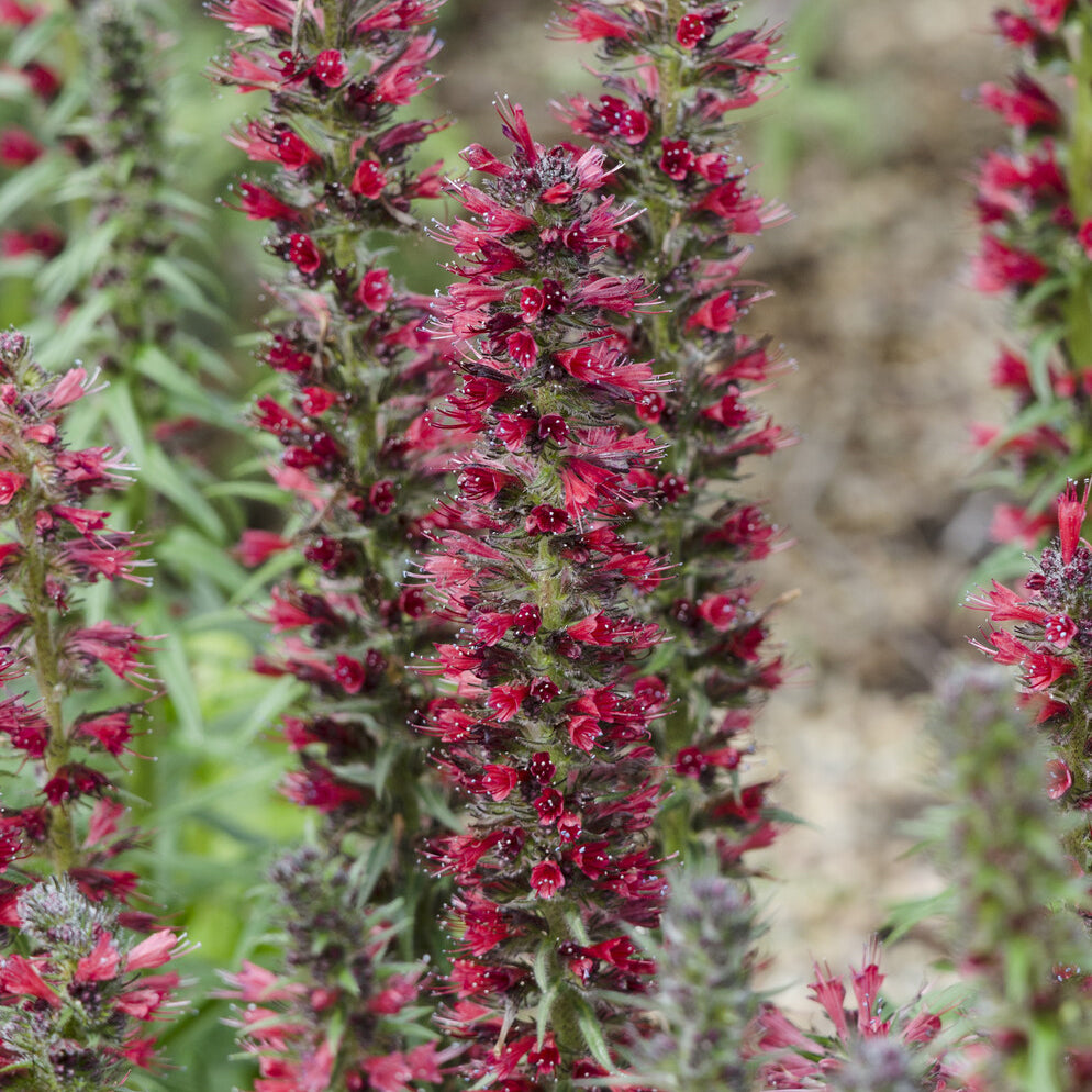 Bakker Echium amoenum Red Feathers vivace pot Ø 9cm fleurs rouges