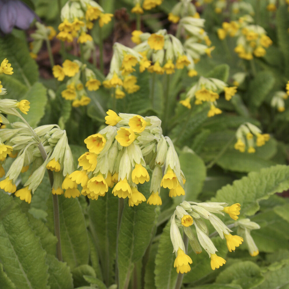 Bakker Primevère Coucou vivace pot 9cm fleurs jaunes