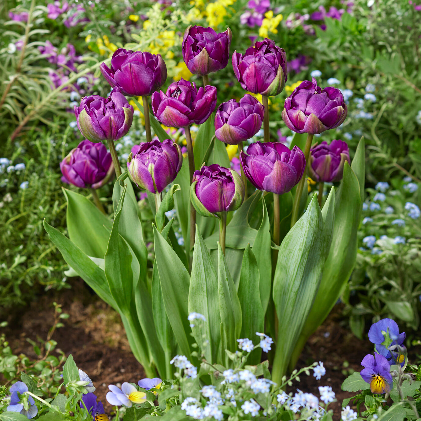 Bakker Tulipe Negrita bulbes sachet 10 violet Triomphe