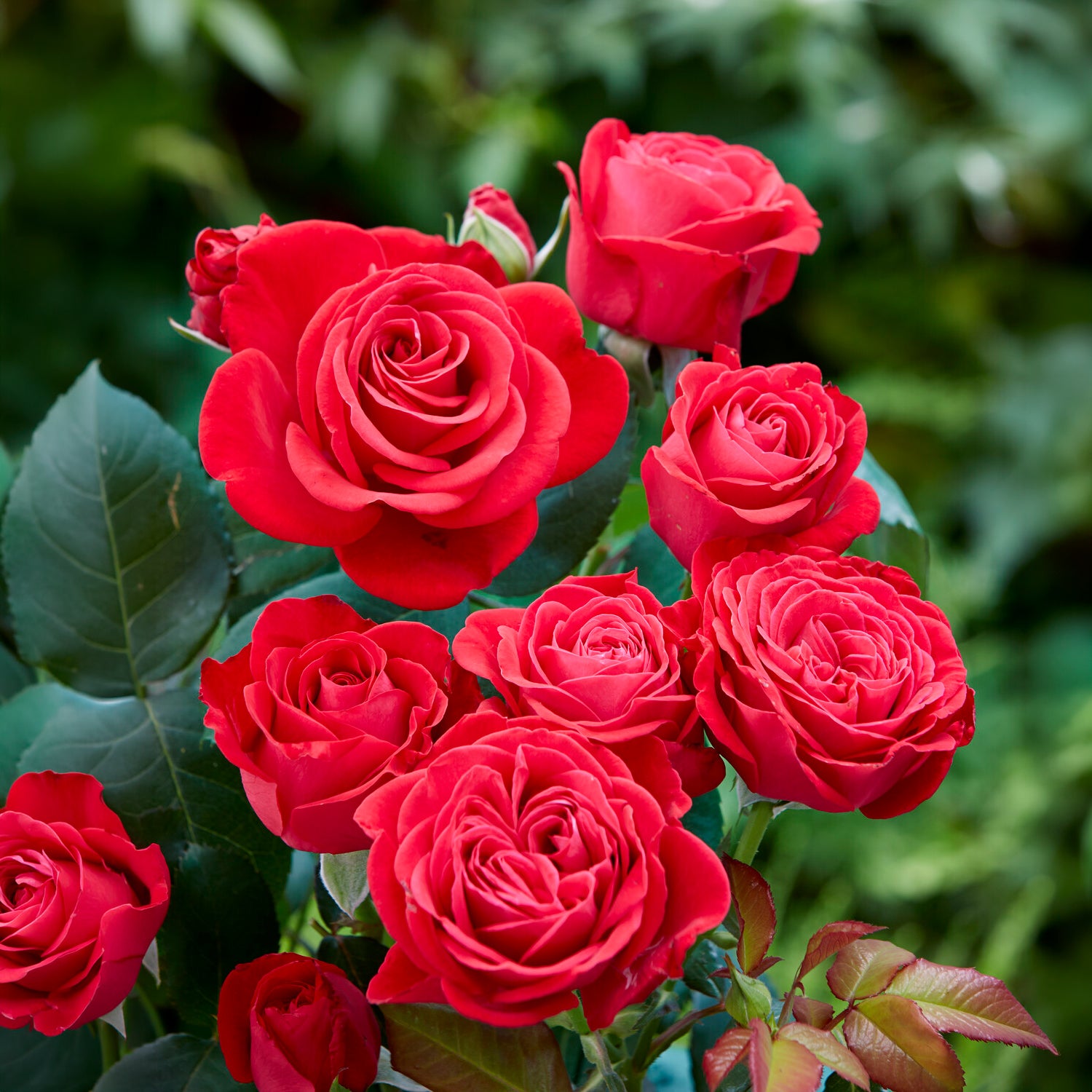 Bakker Rosier Dominica Intercomdoor Rouge Racine nue