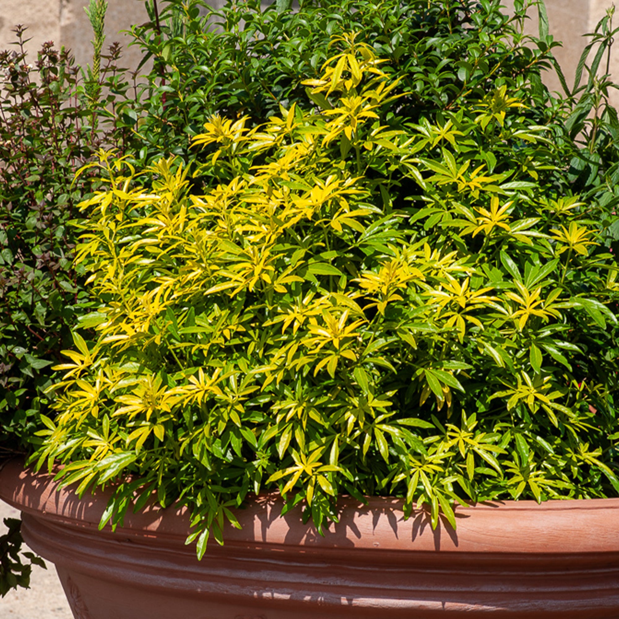 Bakker Goldfinger oranger du Mexique pot 11 cm feuillage doré