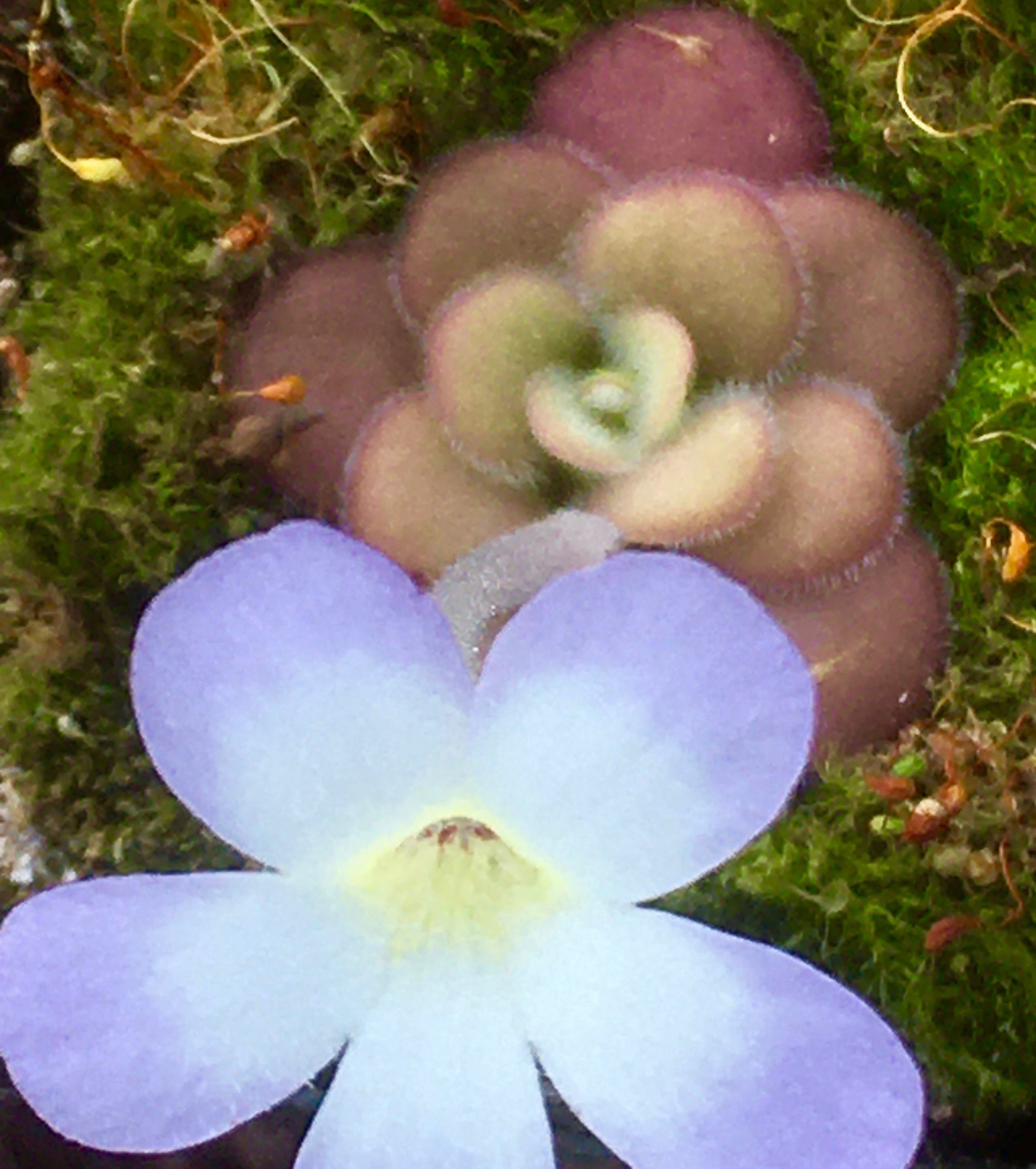 Carniflore Pinguicula agnata El Lobo grassette 10 cm pot 7