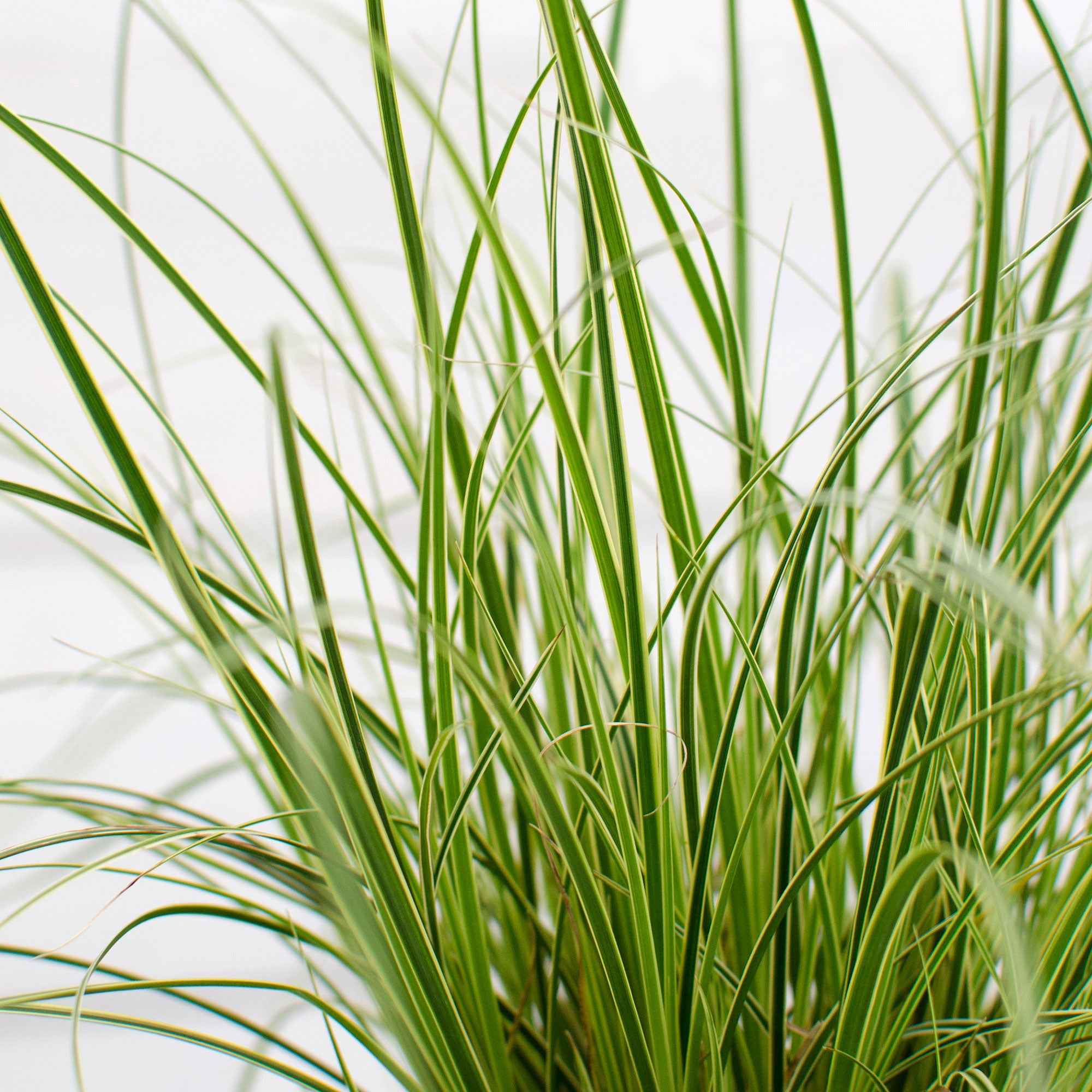 Bakker Laîche du Japon panachée Carex plante pot Ø9cm lot de 2