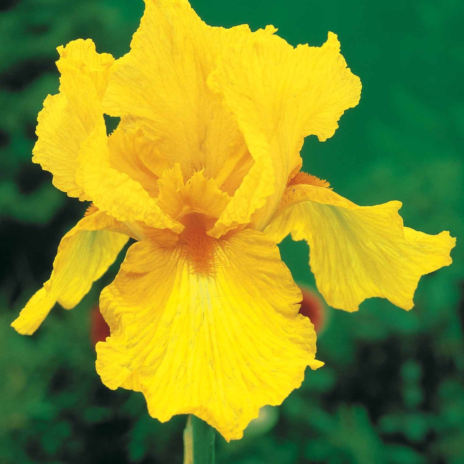 Bakker Iris jardin Lasso Bordure Sangreal 6 racines nues mélange