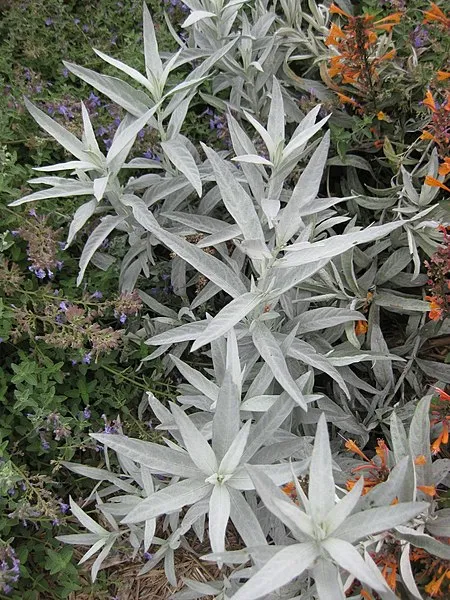 Passion Vivaces Artemisia ludoviciana plante vivace godet argenté