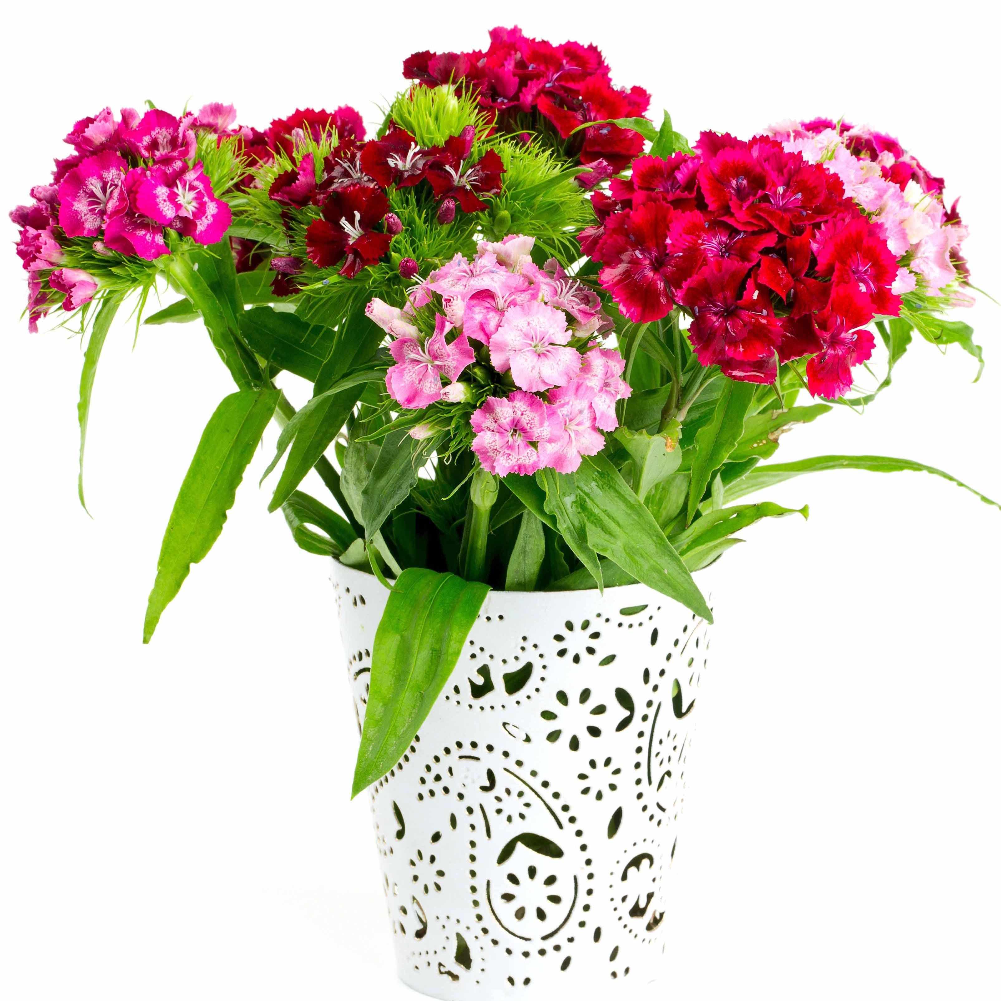 Bakker Oeillet poète Dianthus 3 pots Ø 9cm mélange couleurs
