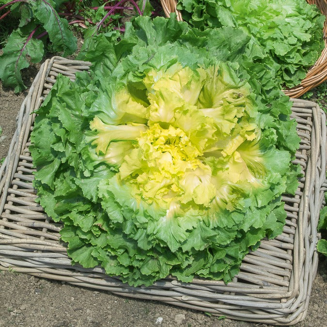 Bakker Chicorée Scarole Géante Maraîchère graines 3g