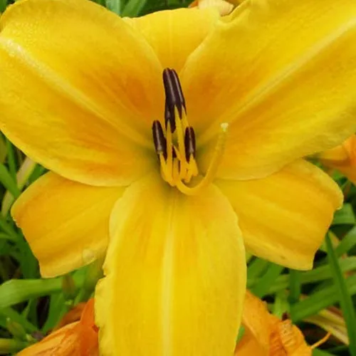 Bakker Hémérocalle Chicago Sunrise vivace pot 9cm jaune
