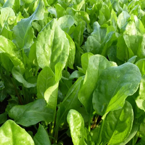 Bakker Oseille sauvage plante vivace comestible pot Ø9cm acidulée