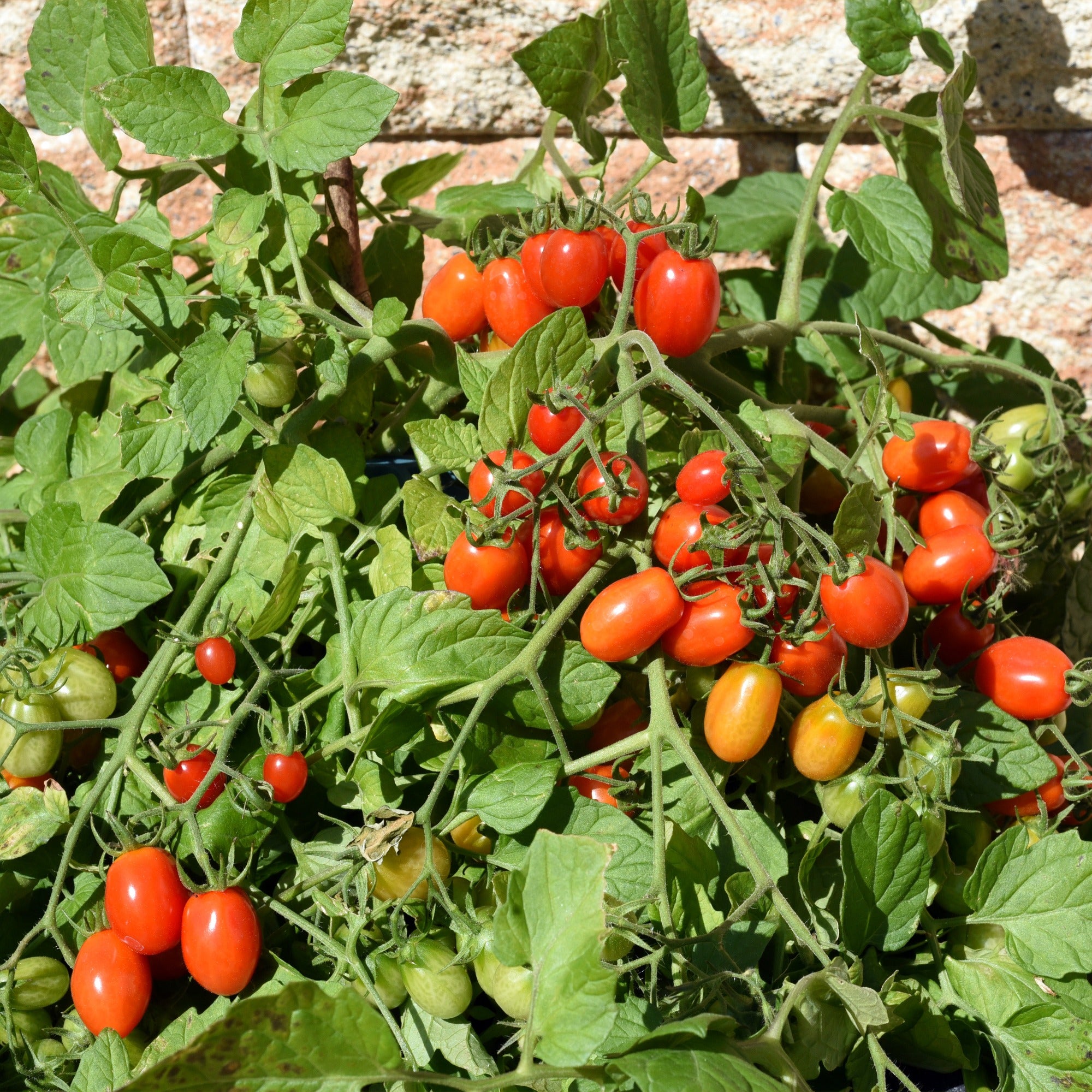 Bakker Romello F1 tomate-cerise 10 graines sucrée