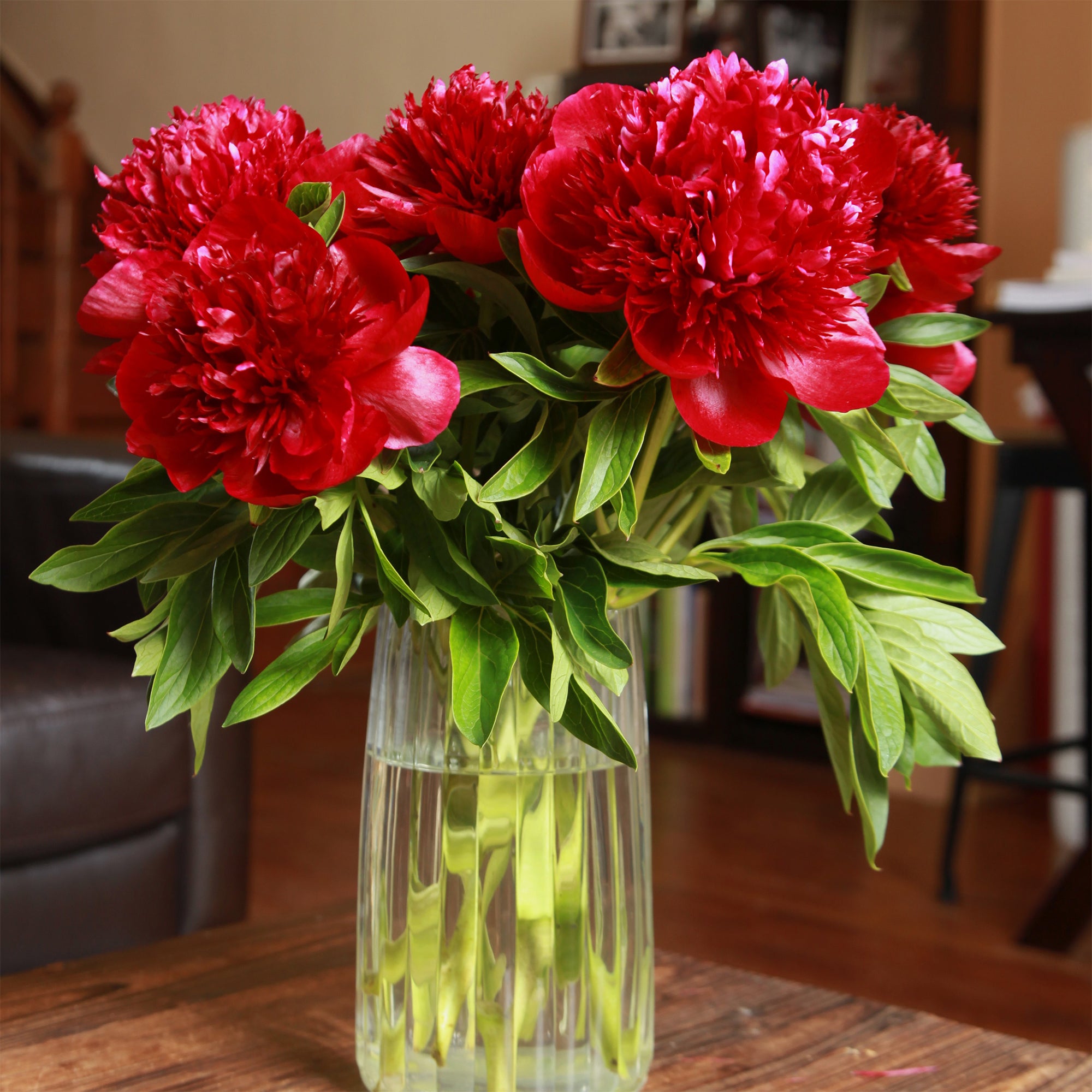 Bakker Pivoine Red Charm vivace racine nue fleurs rouges doubles