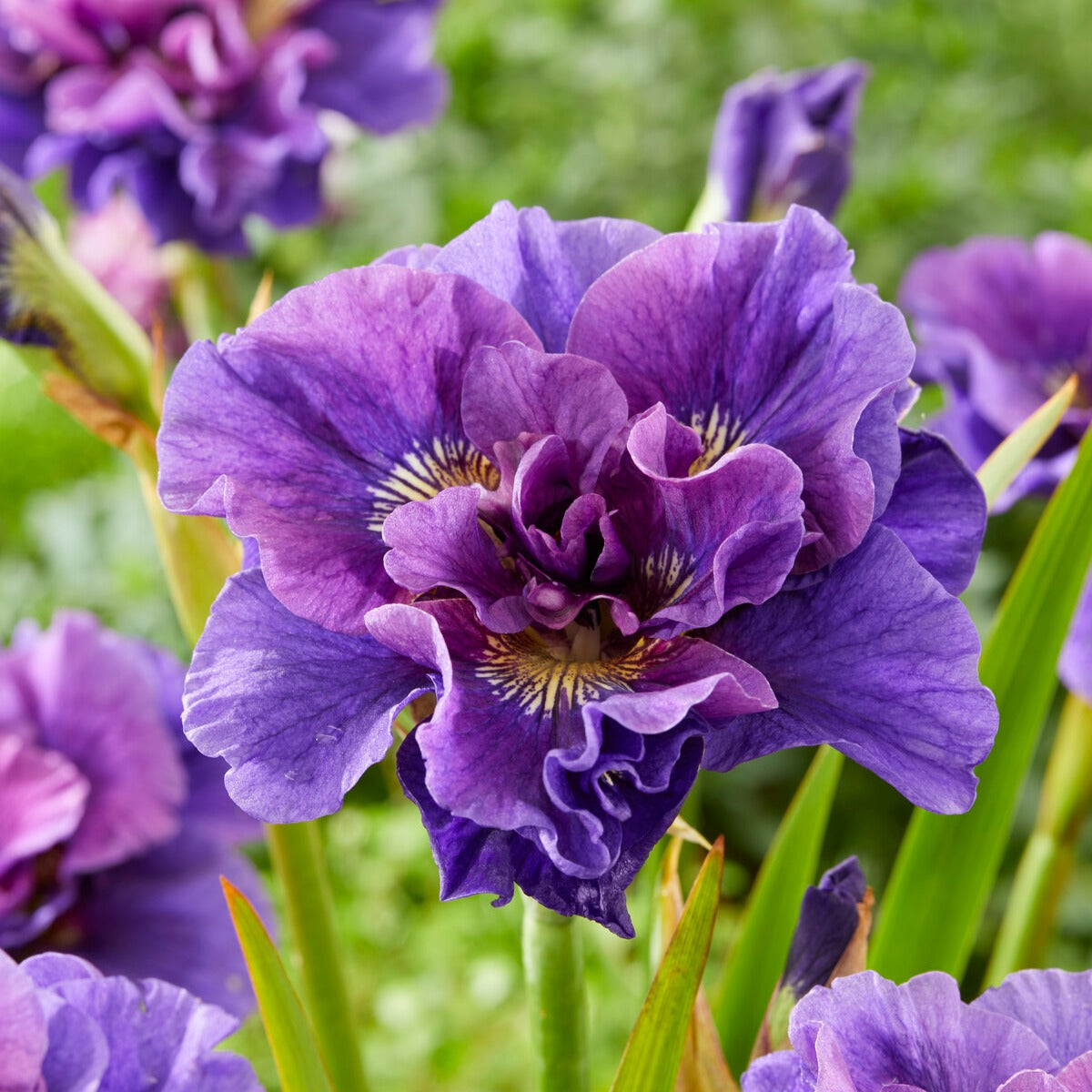 Bakker Iris de Sibérie collection paquet 6 racines fleur mix