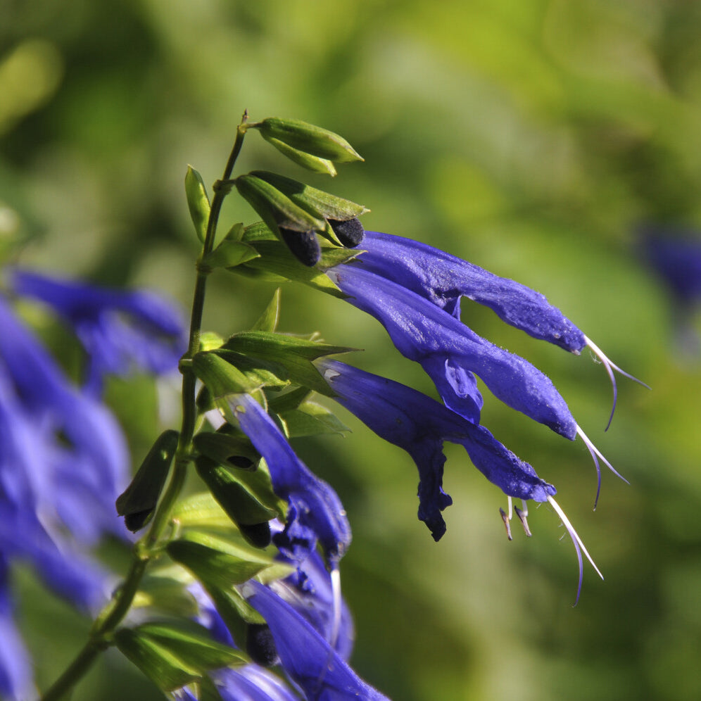 Bakker Blue Enigma sauge vivace pot 9cm bleue
