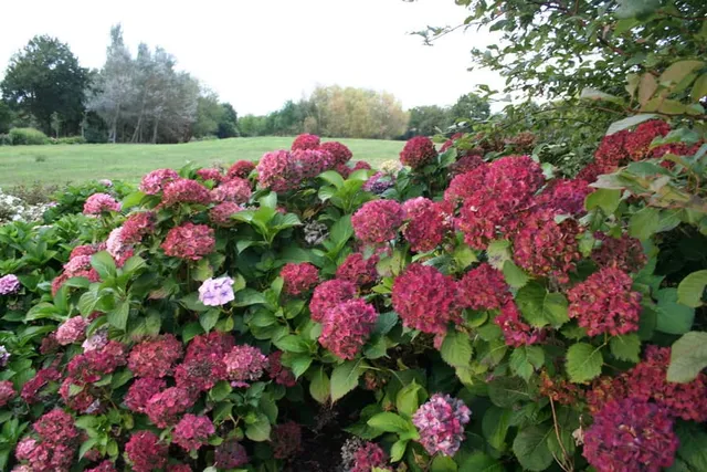 Les Hortensias du Haut Bois Paris hortensia boule godet
