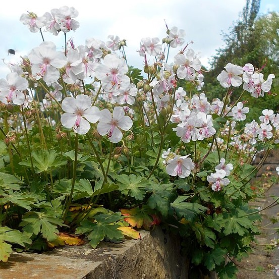Passion Vivaces GERANIUM cantabrigiense Biokovo vivace godet blanc