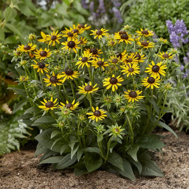 Bakker Rudbeckia Little Goldstar vivace pot 9cm jaune