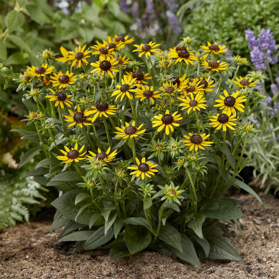 Bakker Rudbeckia Little Goldstar vivace pot 9cm jaune