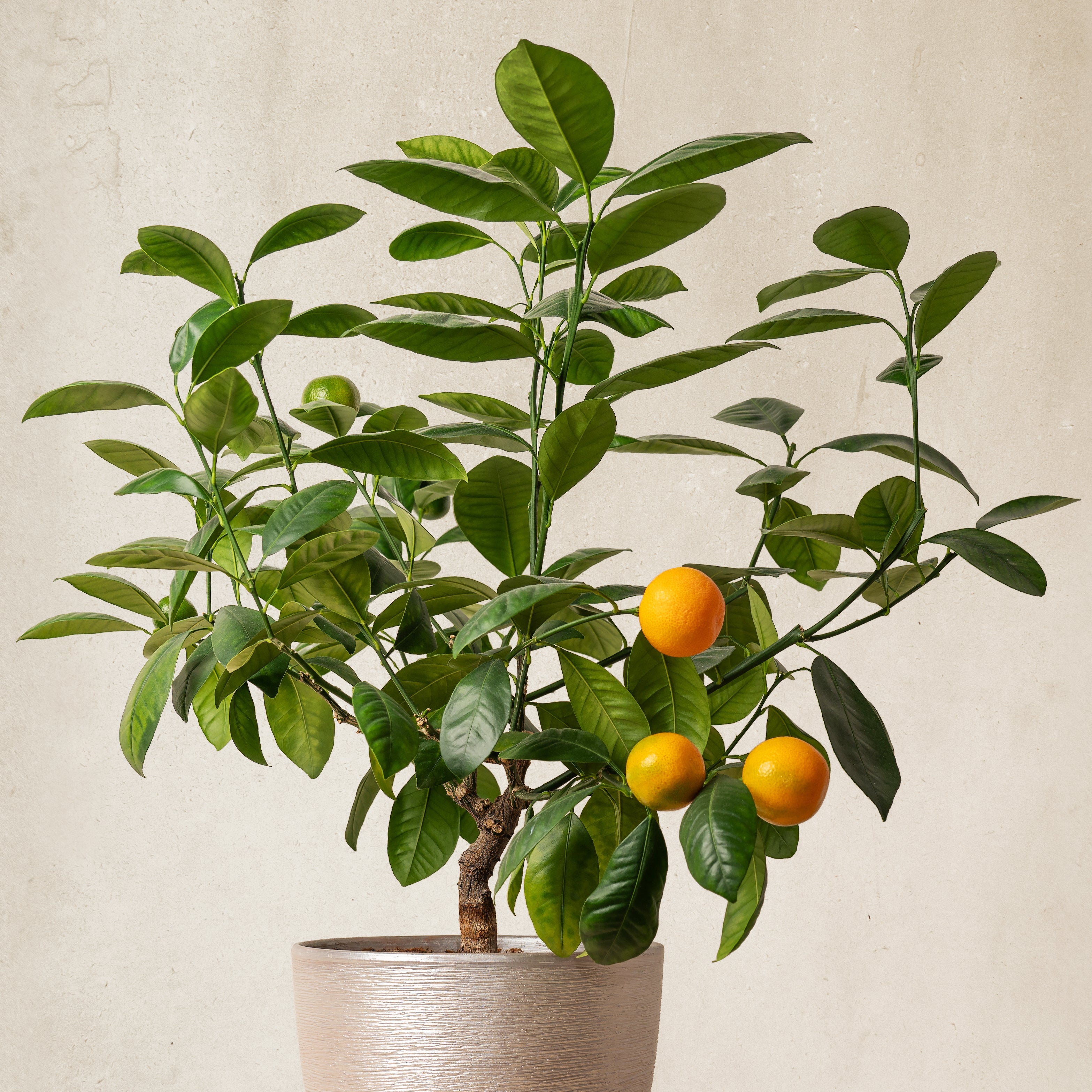 Bakker Fruitiers Mandarinier agrume en pot Ø 12cm 15-20cm