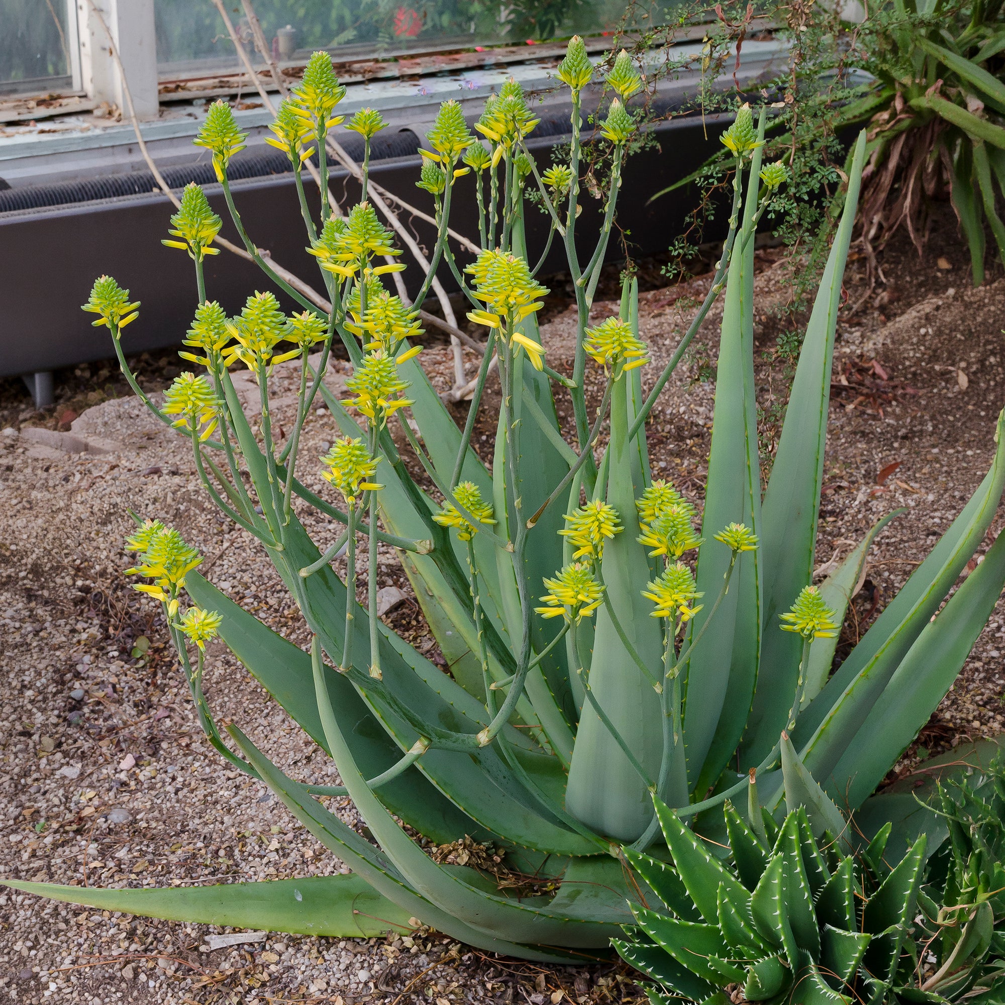 Bakker Aloe vera plante d'intérieur pot Ø10,5cm 25cm