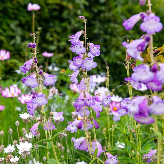Bakker Galane Alice Hindley penstemon pot Ø 9cm mauve