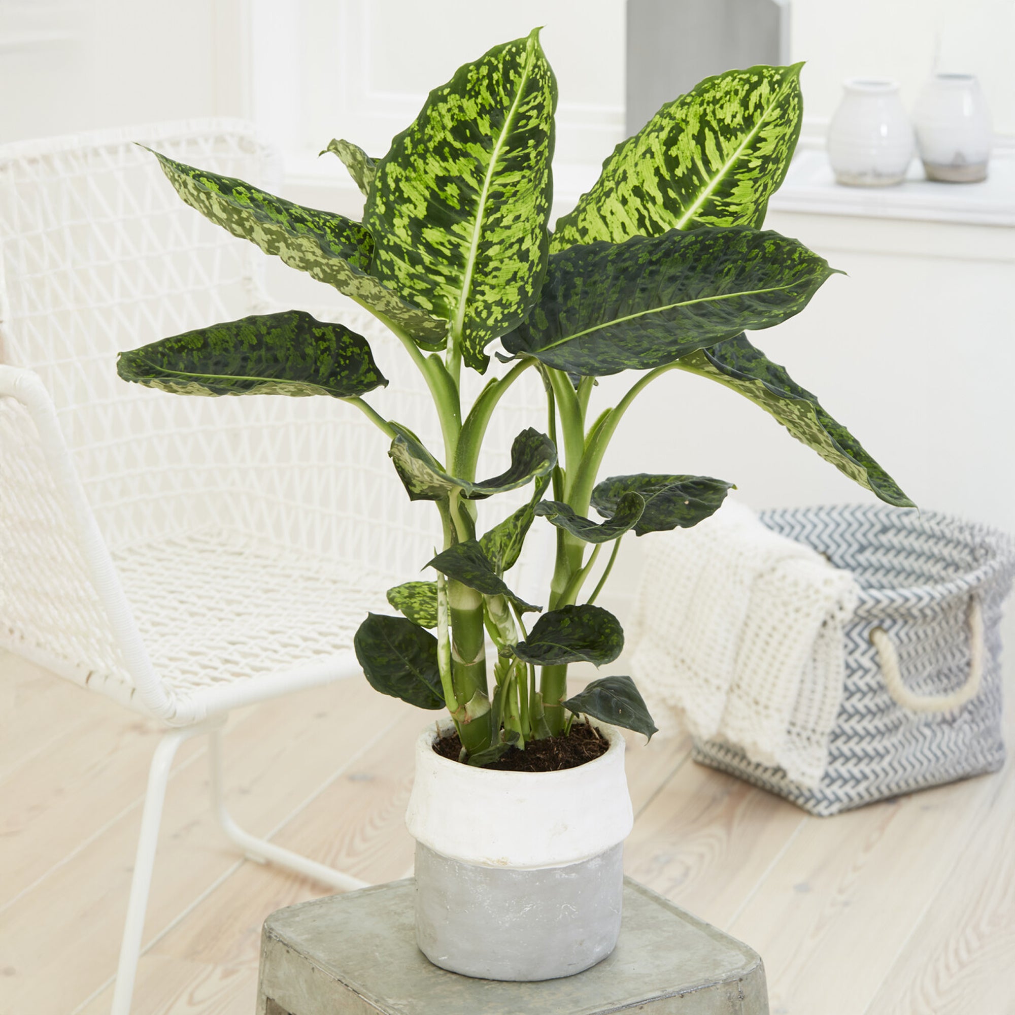 Bakker Intérieur Dieffenbachia Reflector plante verte pot 17 cm