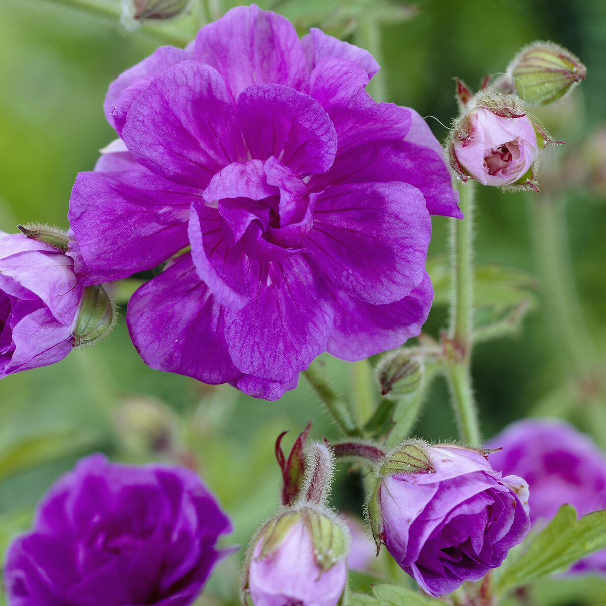 Bakker Géranium Himalaya Plenum vivace violet pot 9cm