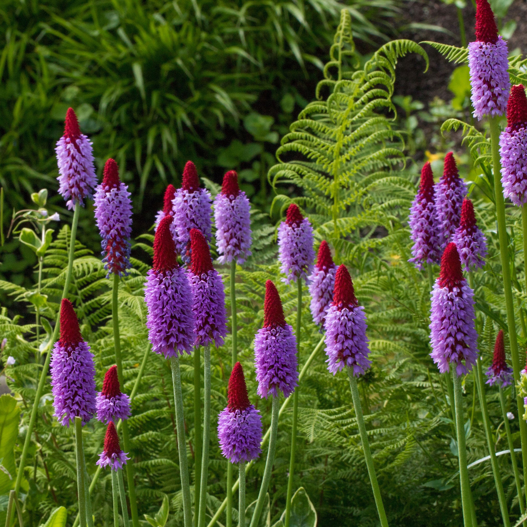 Bakker Primula vialii primevère des marais pot Ø 9cm violet