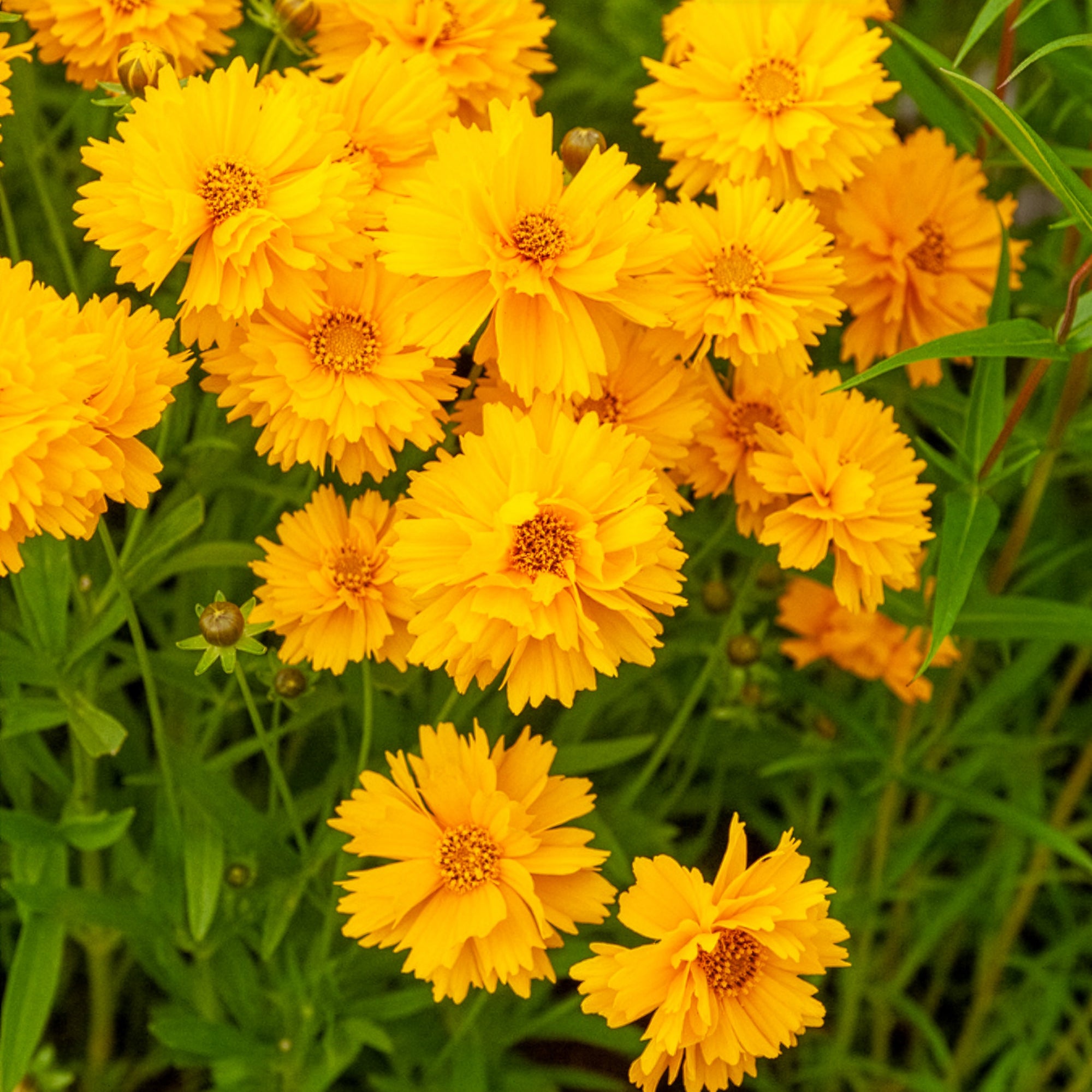 Bakker Coréopsis Sunray vivace jaune double pot 8cm