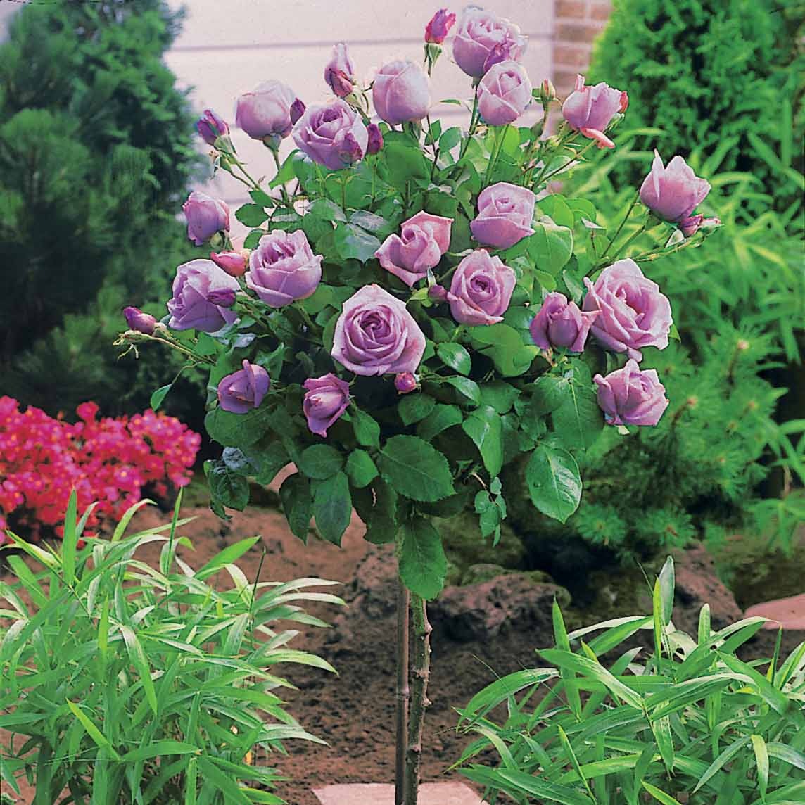 Bakker Rosier tige Walztime rosier tige 100-120cm violet