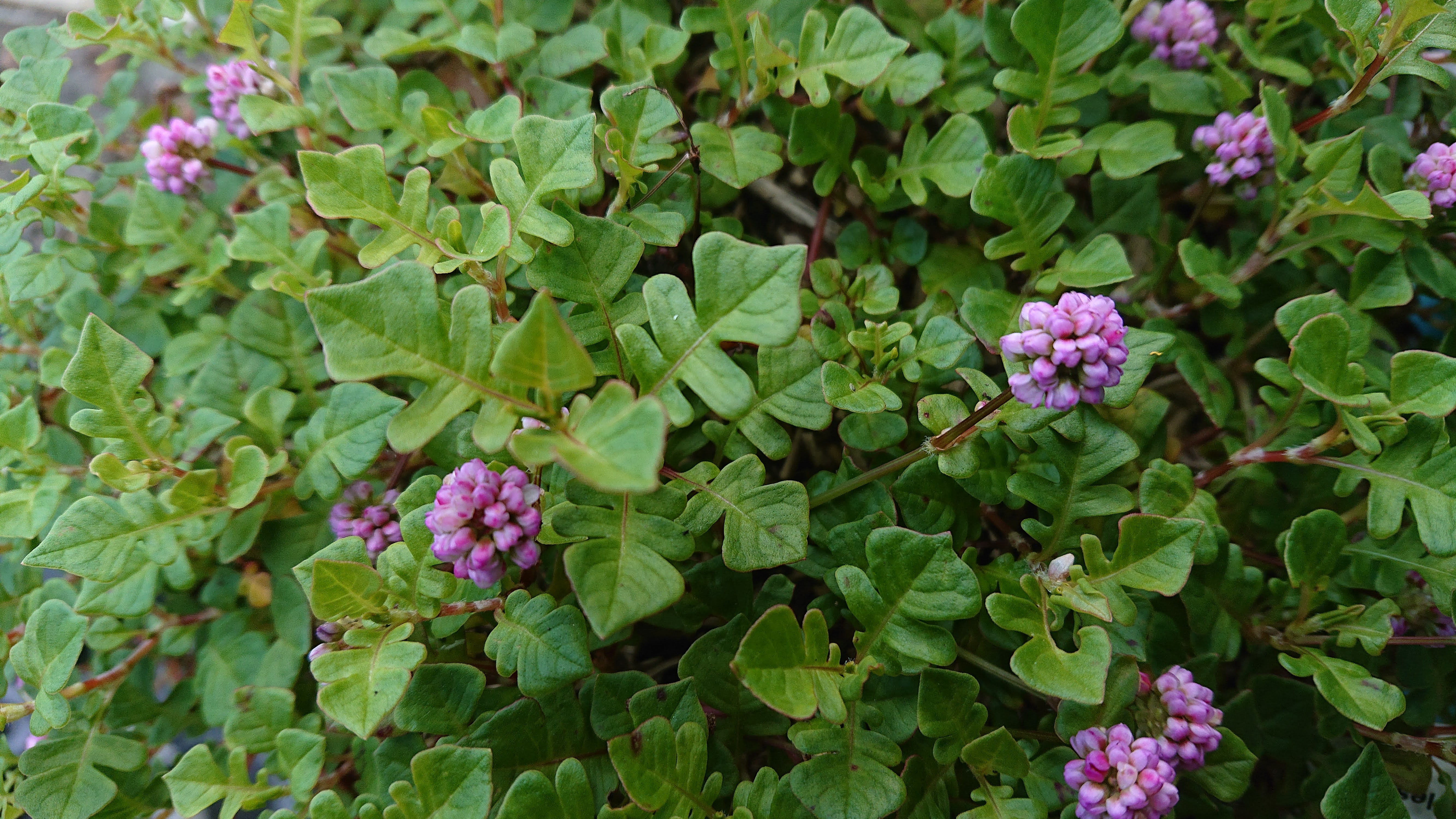 Persicaria Needham’s Form couvre-sol pompons rose tendre