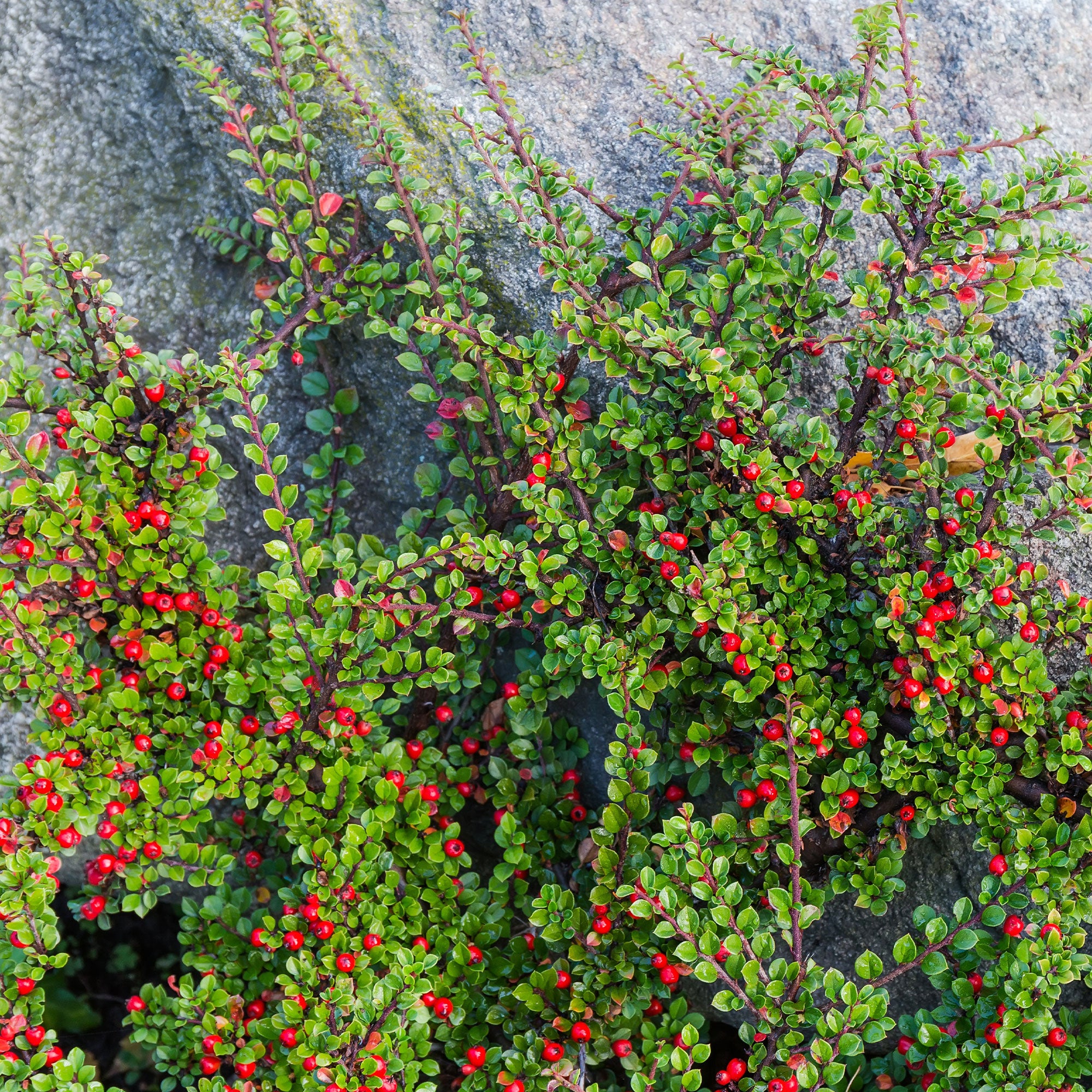 Bakker Cotoneaster rampant arbuste pot 1,5L 20-30cm