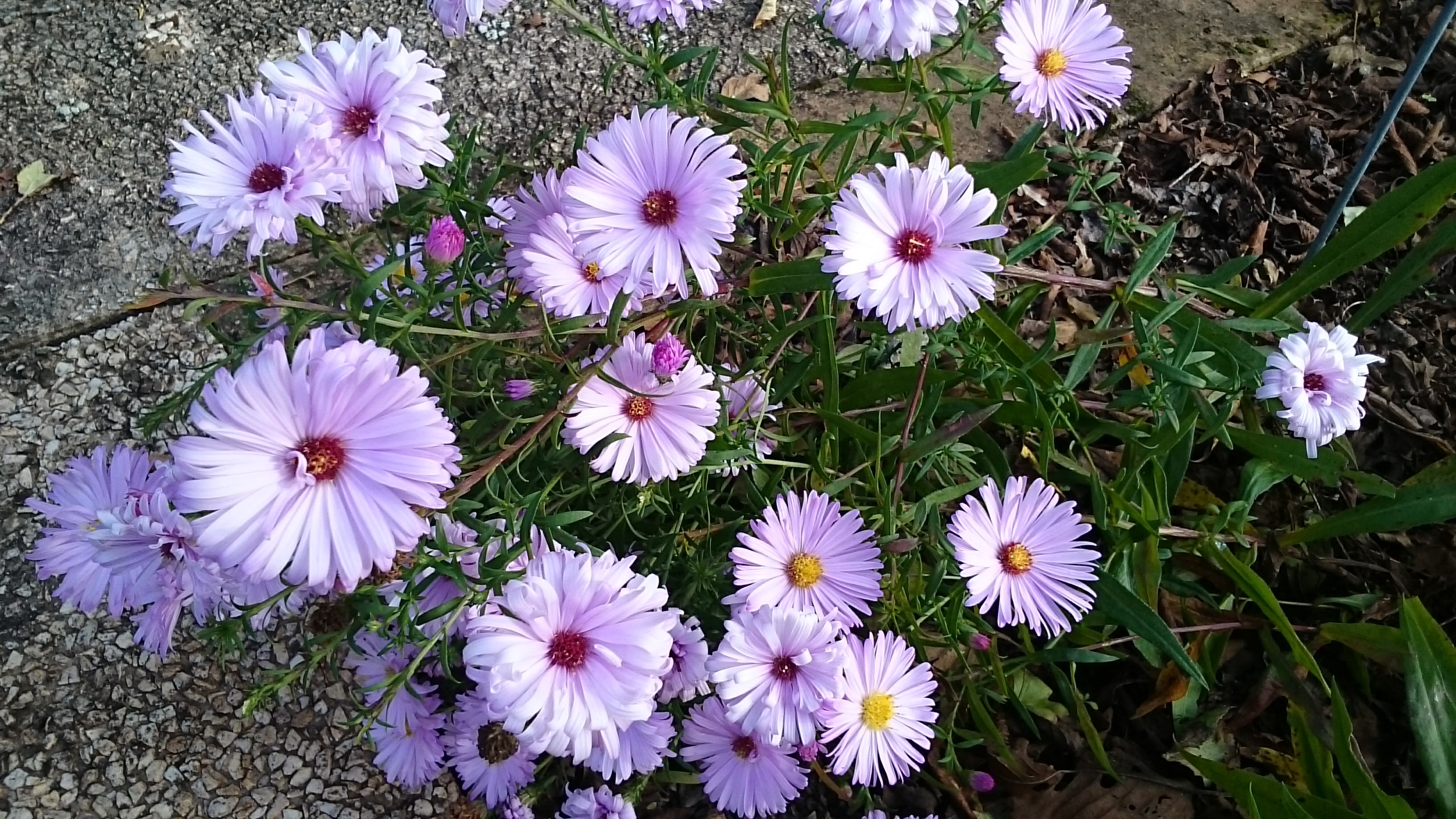 Passion Vivaces ASTER novi belgii Norman's Jubilee aster rose godet