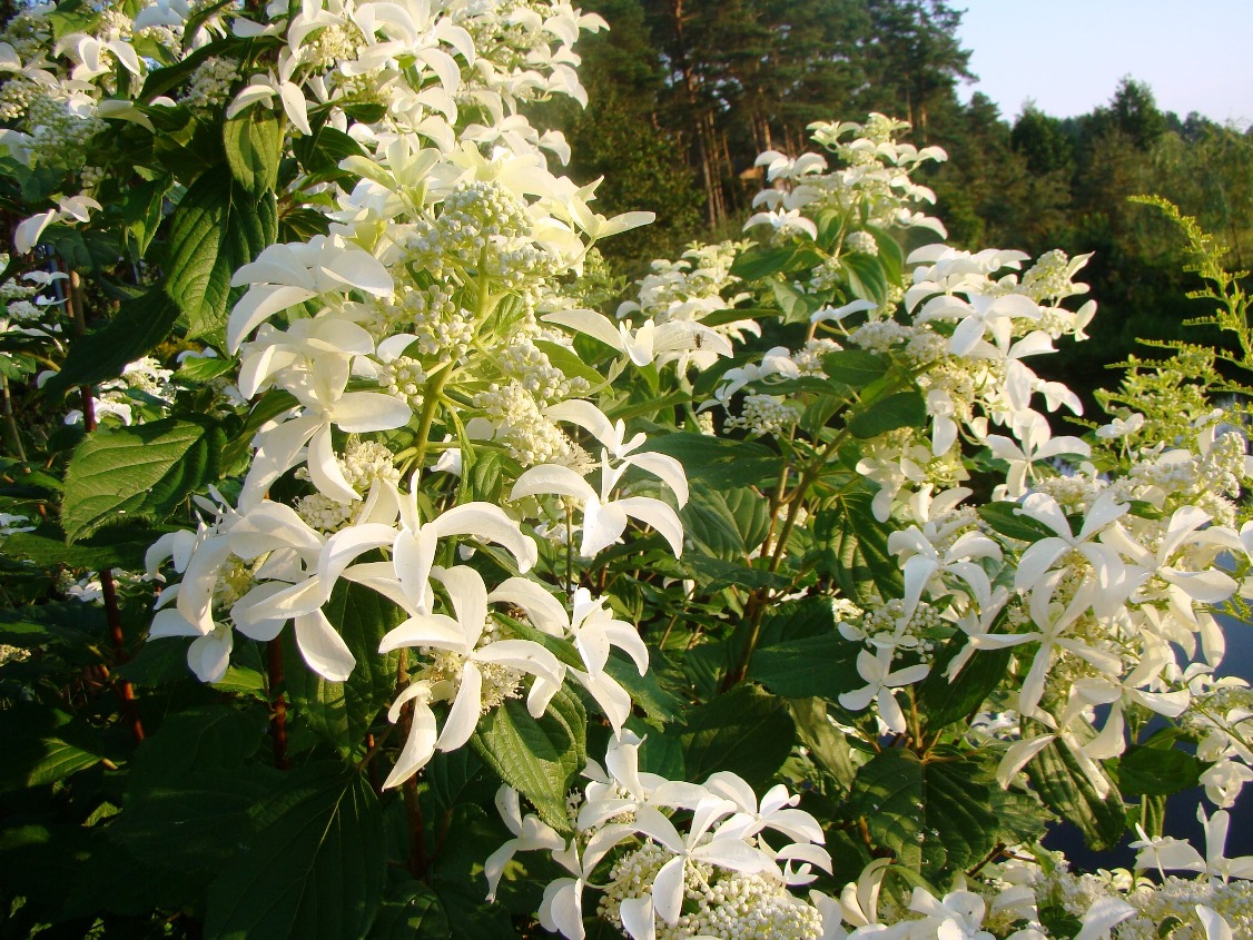 Les Hortensias du Haut Bois Levana hortensia paniculata godet blanc