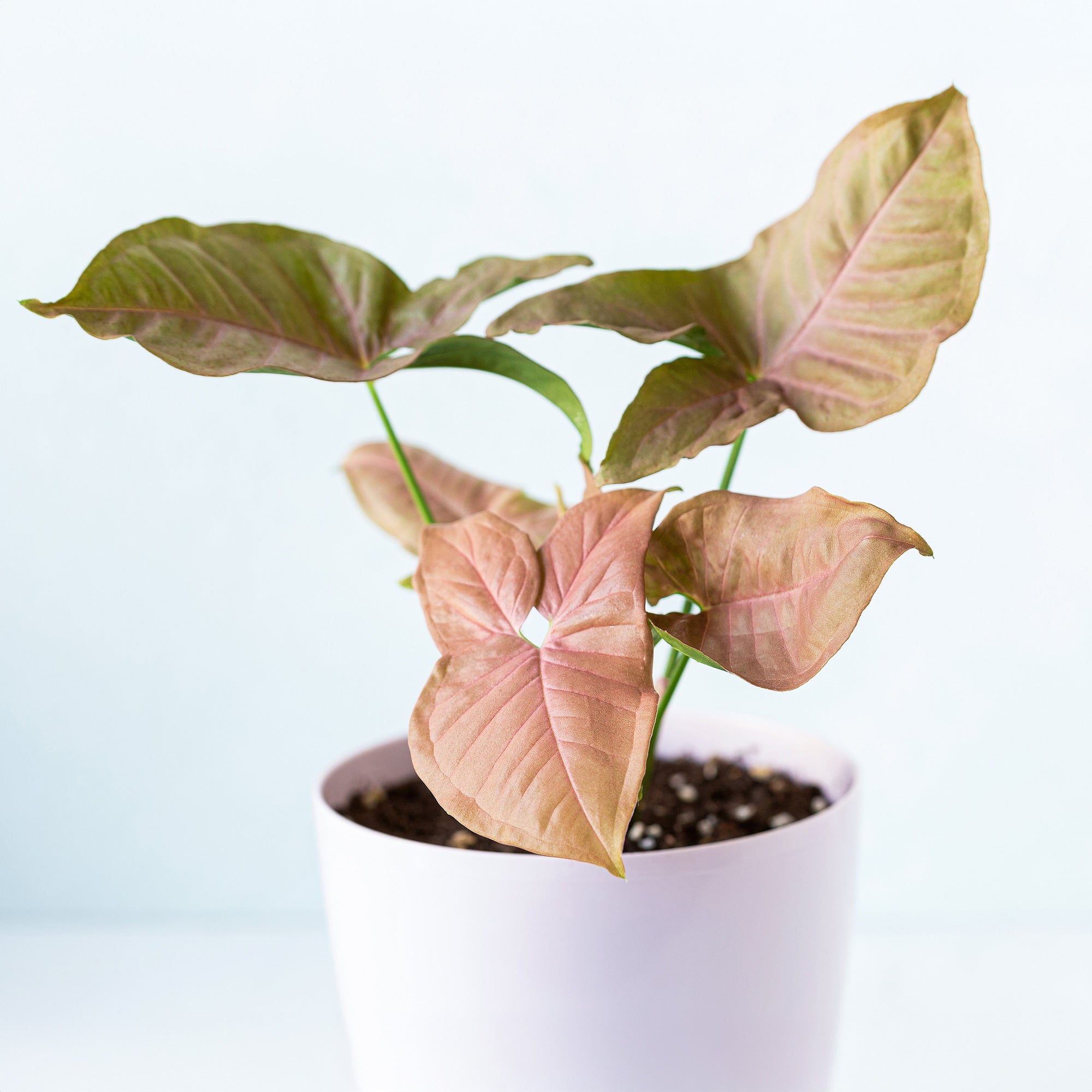 Bakker Syngonium Neon plante d'intérieur pot 12cm rose