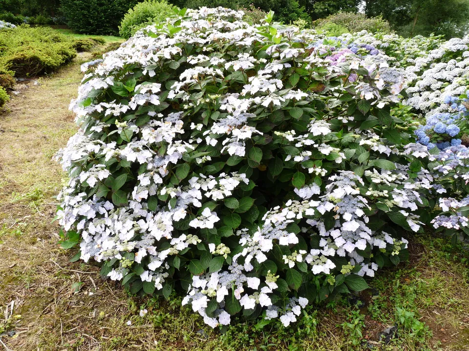 Les Hortensias du Haut Bois Grant's Choice hortensia plates godet