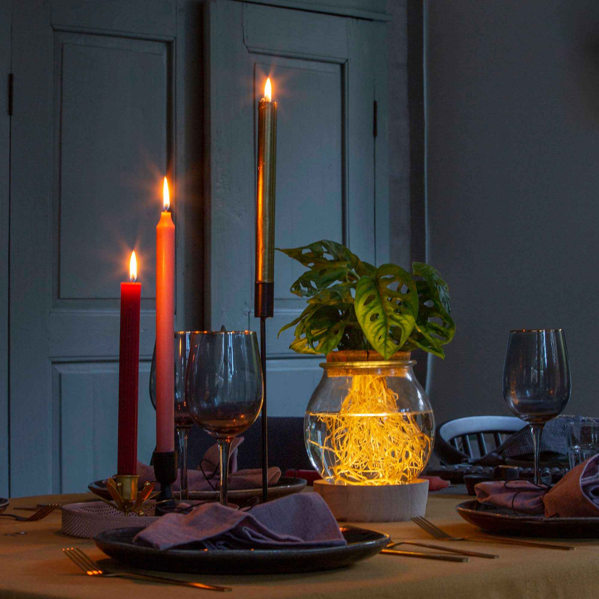 Bakker Intérieur Monstera hydroponique kit vase ampoule LED déco