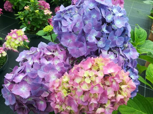 Les Hortensias du Haut Bois Marechal Foch hortensia fleurs rondes
