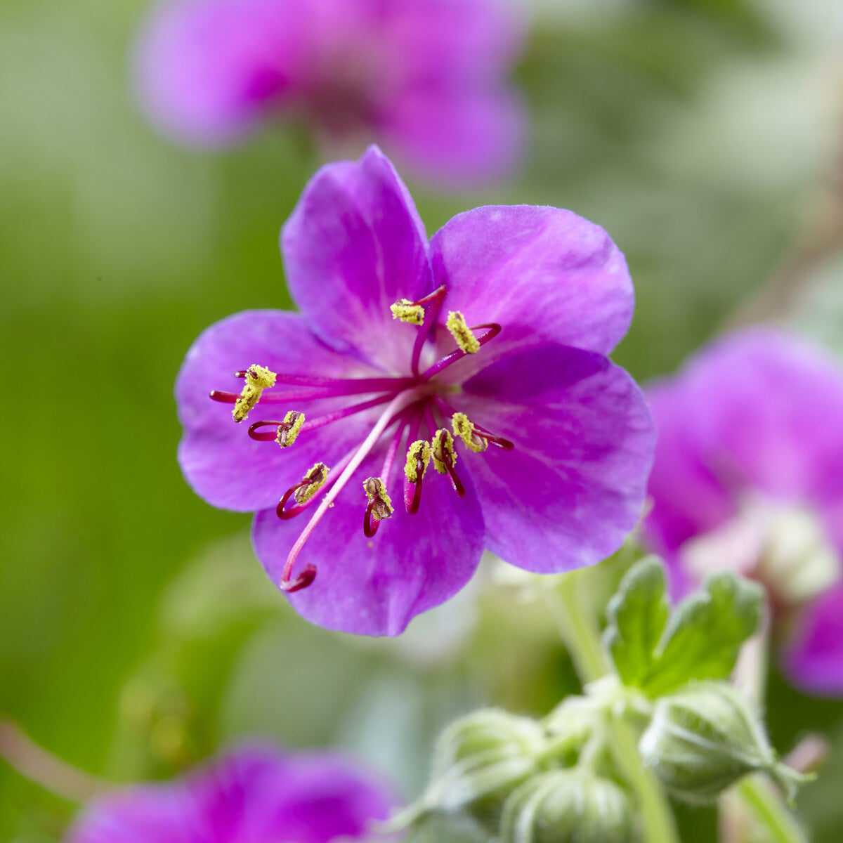 Bakker Géranium Czakor vivace pot 9cm fleurs violettes