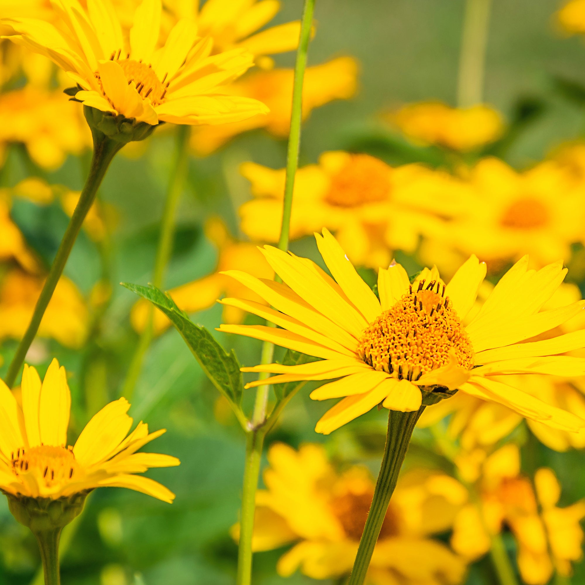 Bakker Arnica des montagnes vivace pot 9cm jaune