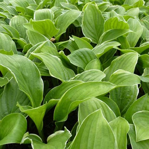 Bakker Hosta Fragrant Fire hosta pot Ø9cm parfumé blanc