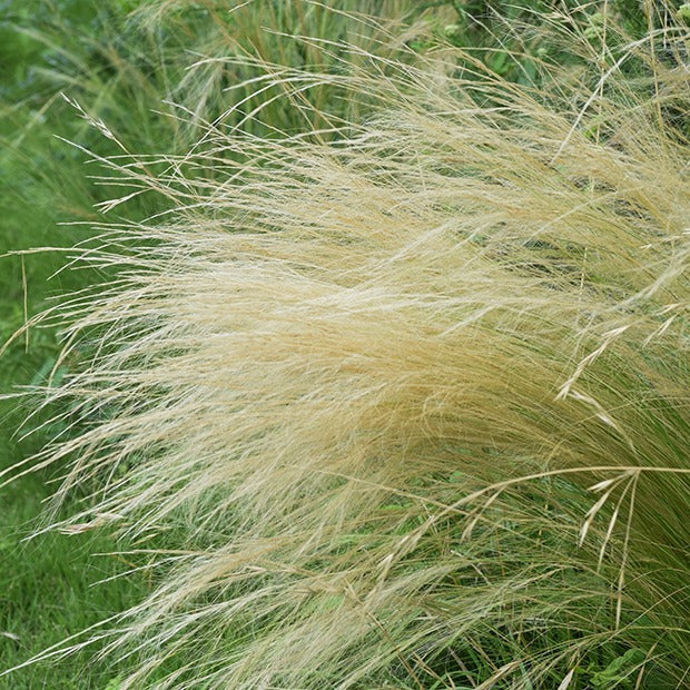 Bakker Cheveux d'Ange Stipa graminée pot Ø 9cm soleil