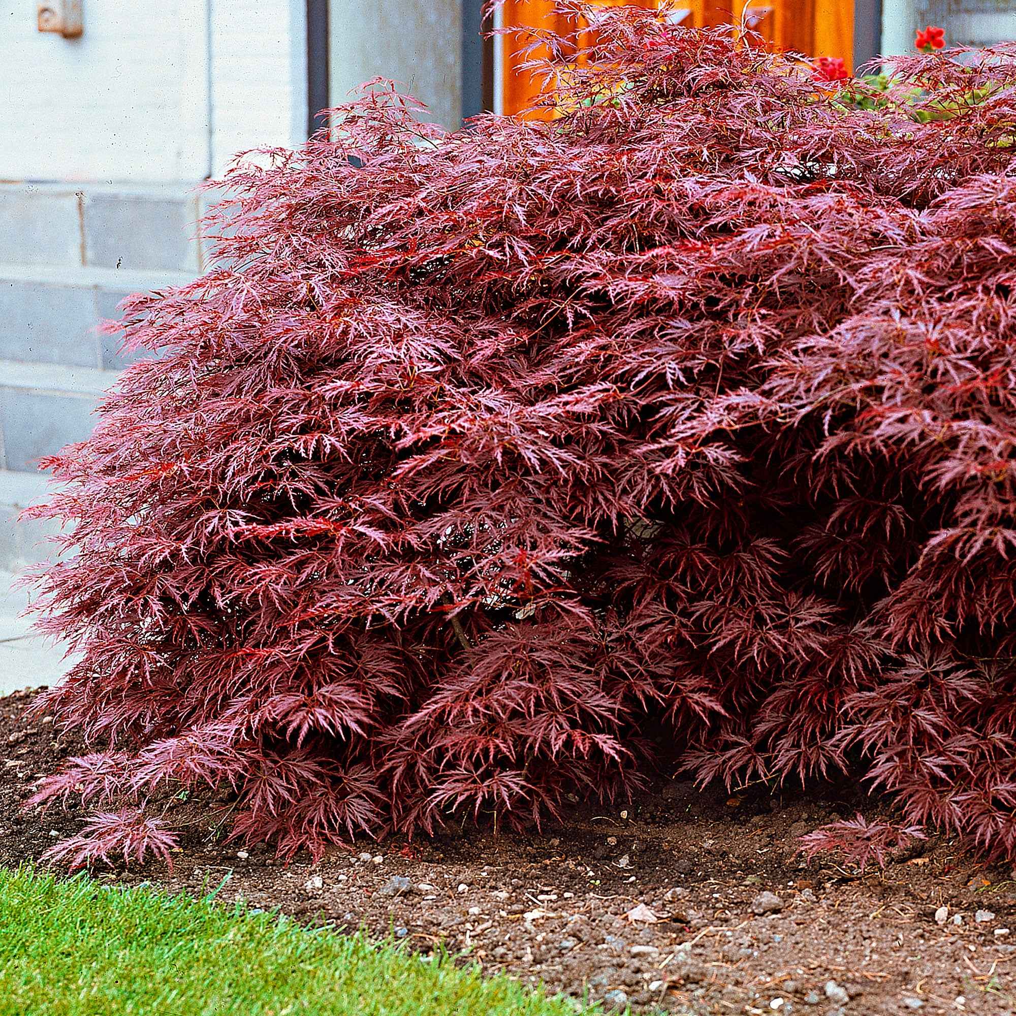 Bakker Collection 3 arbustes jardin japonais pot 1.5-2L persistants