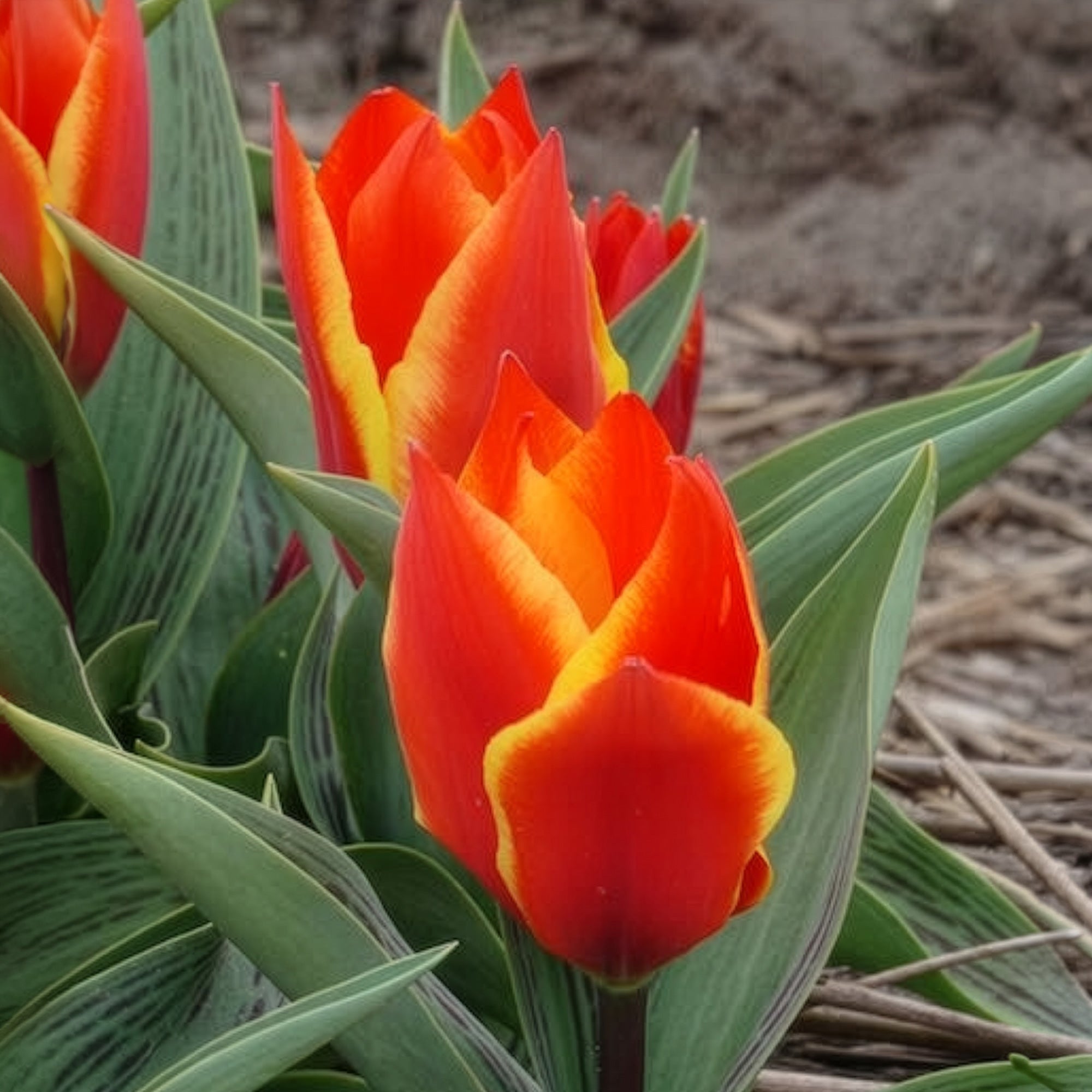Bakker Winnipeg tulipe botanique sachet 10 bulbes rouge