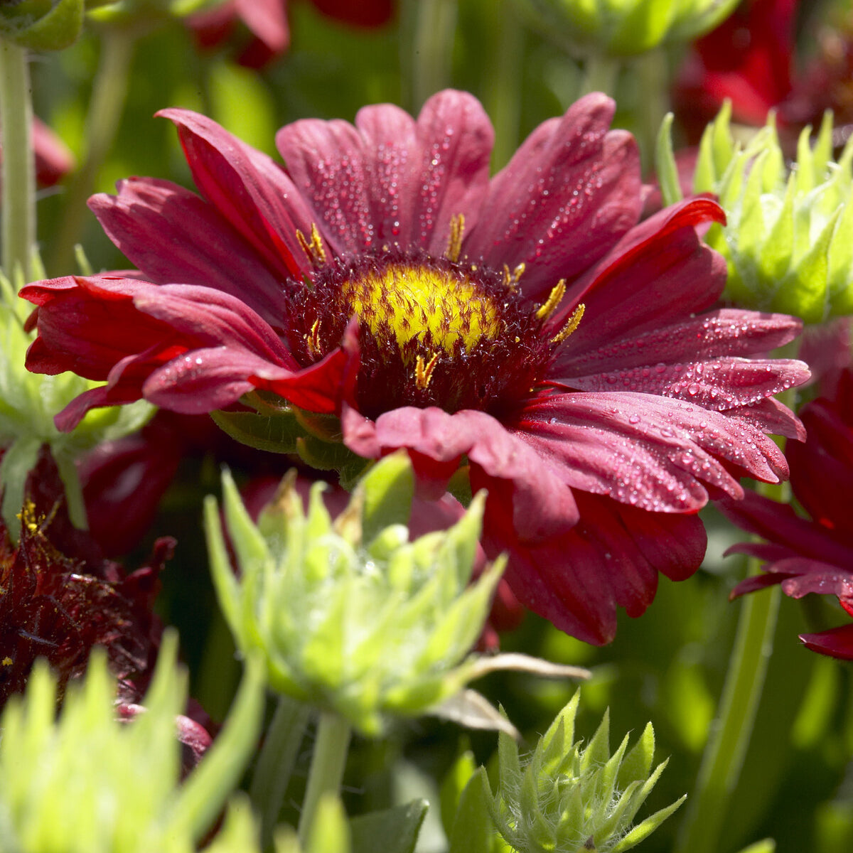 Bakker Gaillarde Bourgogne plante vivace pot 9cm rouge