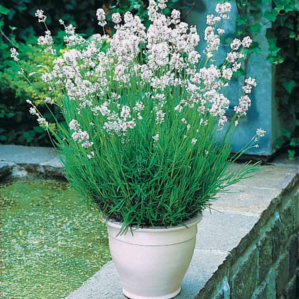 Bakker Collection 4 Lavandes Blanches Roses pots Ø9cm soleil