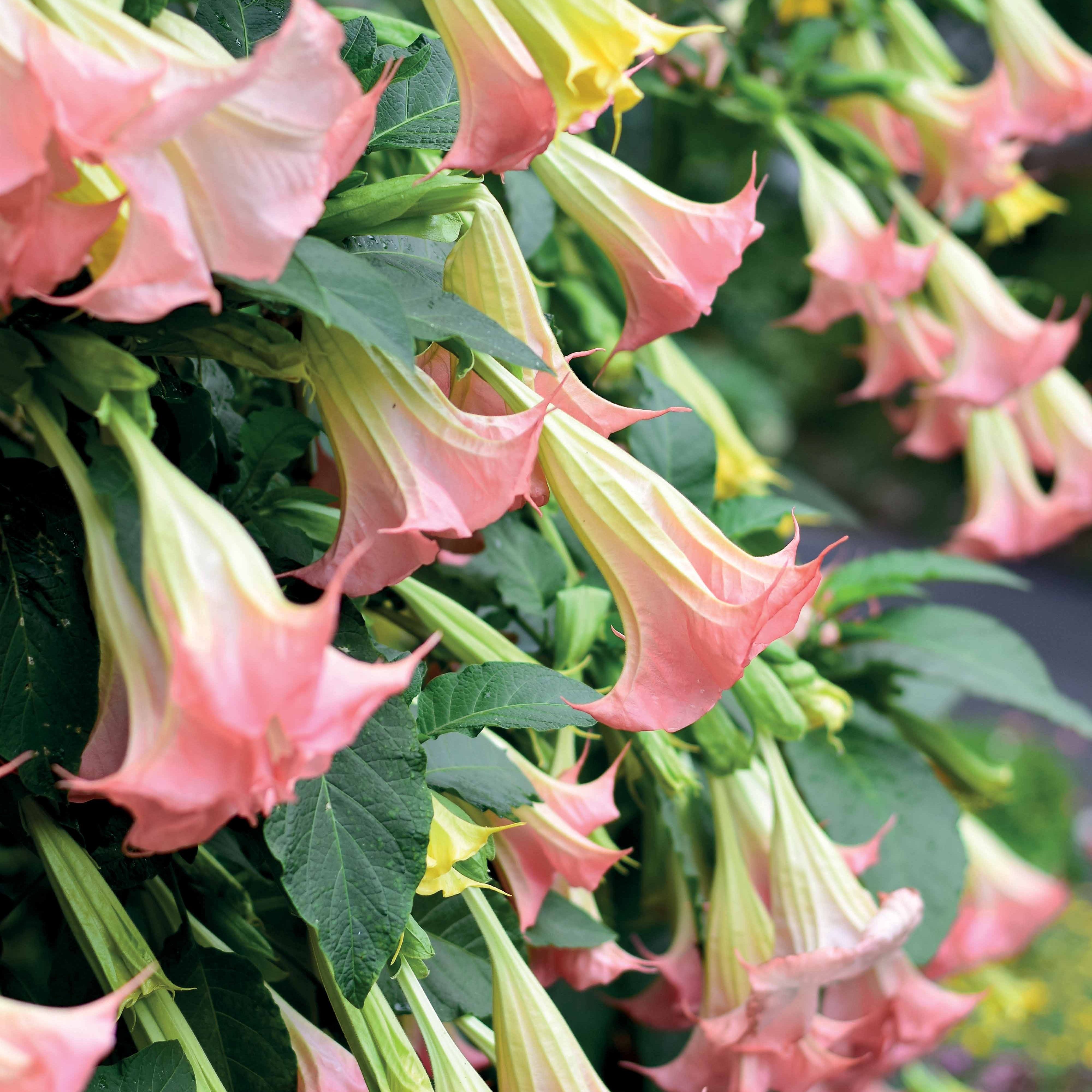 Bakker Exotic Pink brugmansia pot 9cm trompette parfumée