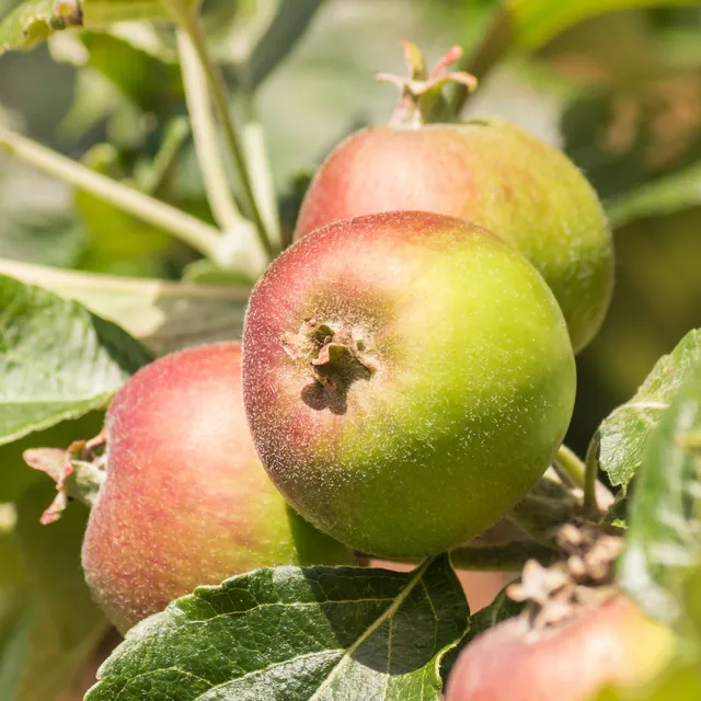 Bakker Fruitiers Pommier Braeburn blanc pot 5L 70-90cm