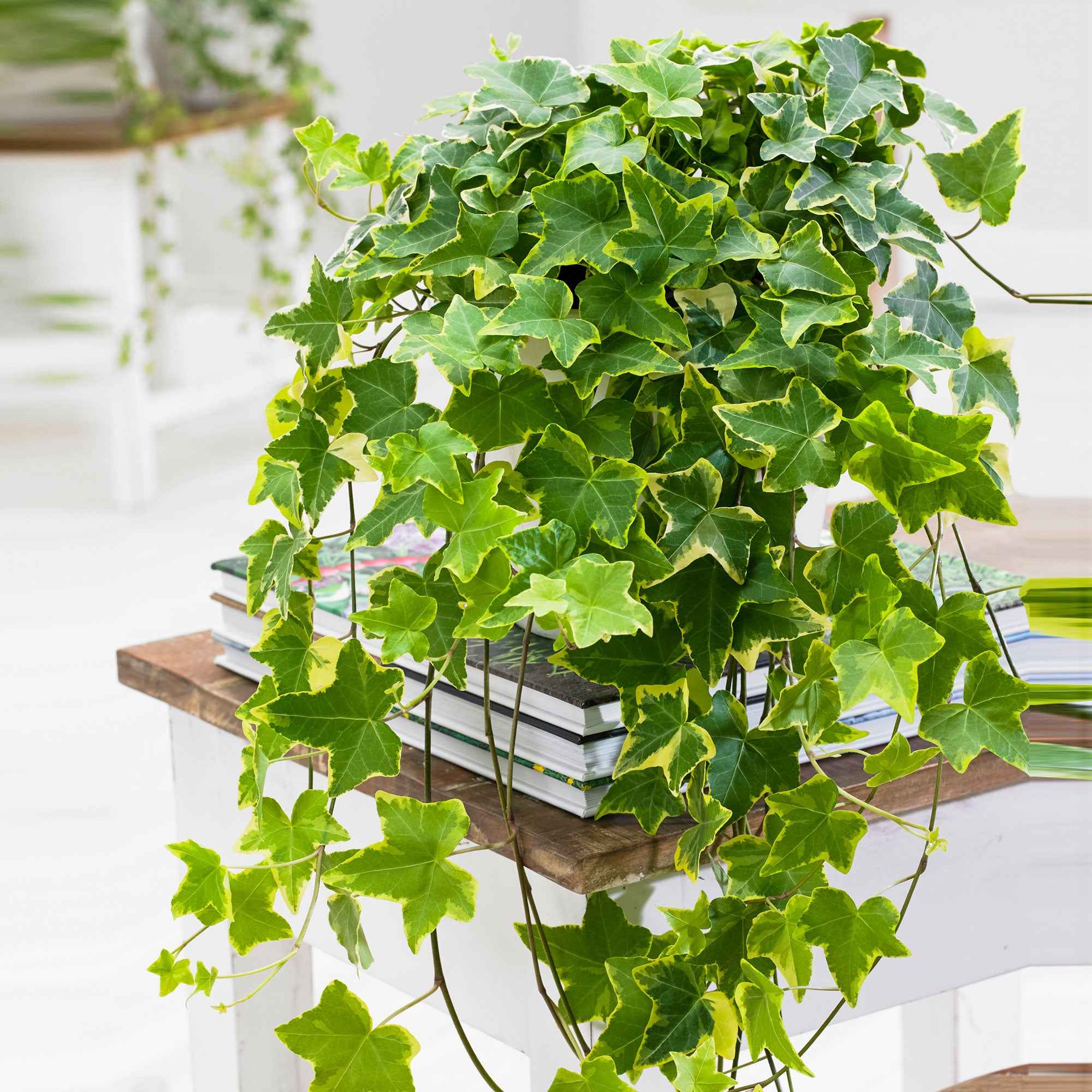 Bakker Lierre Goldchild Hedera helix pot 13cm 20-30cm panaché