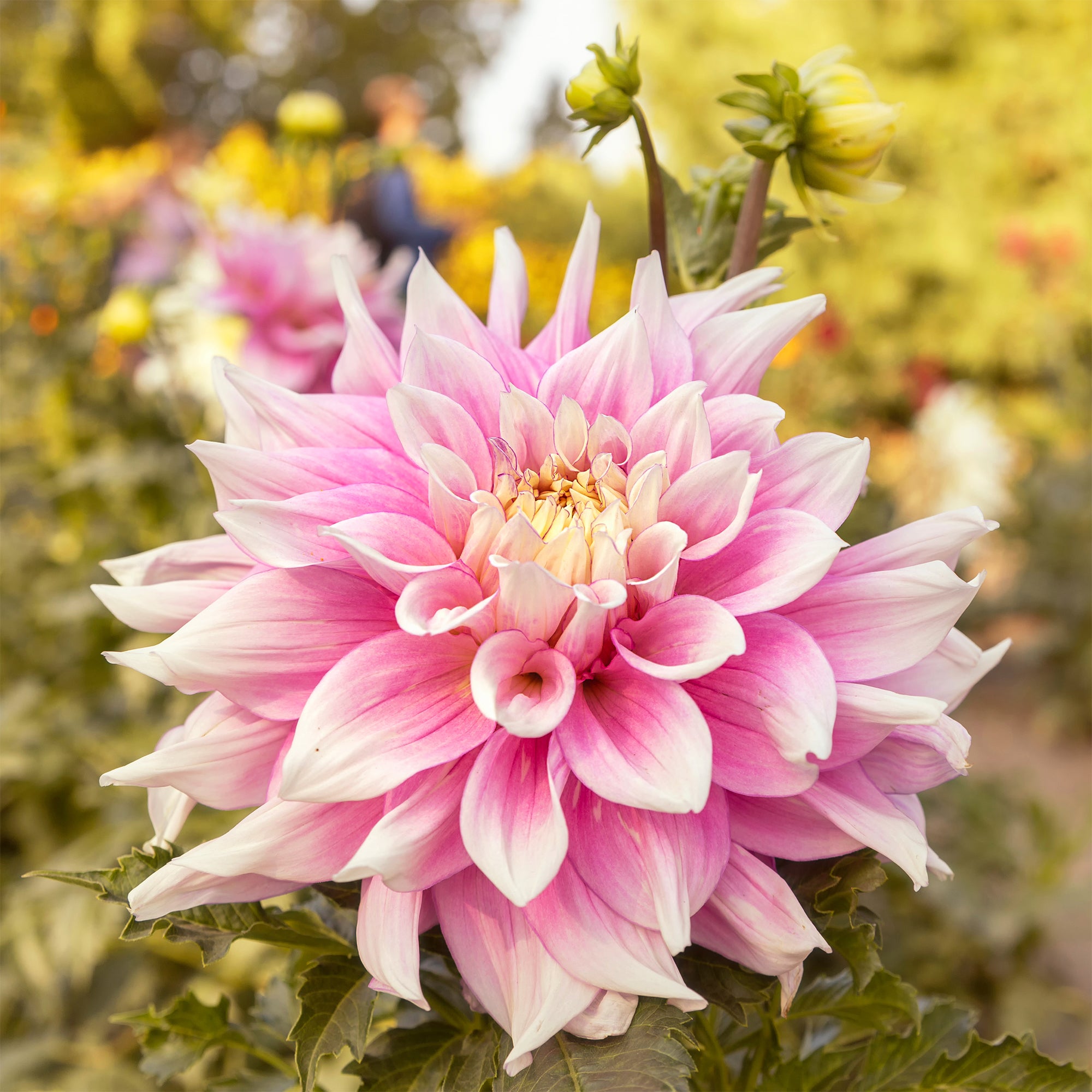 Bakker Dahlia Break Out bulbe crème calibre I